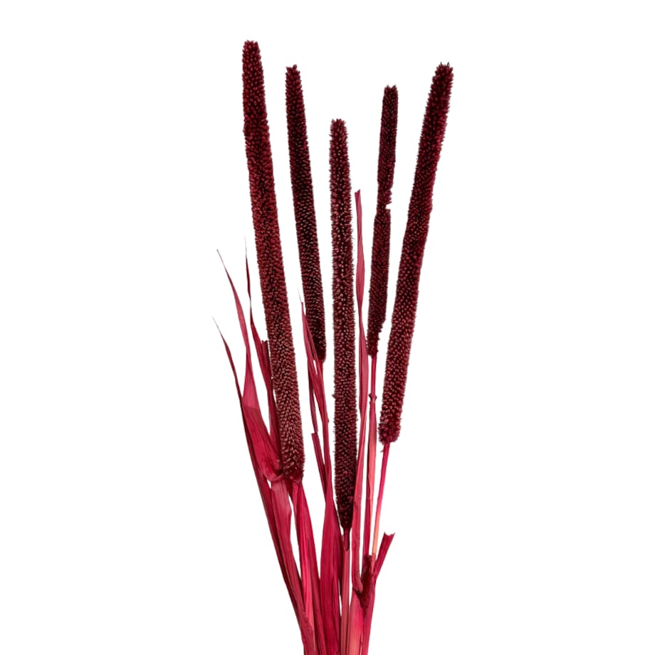 Babala bordowa susz egzotyczny