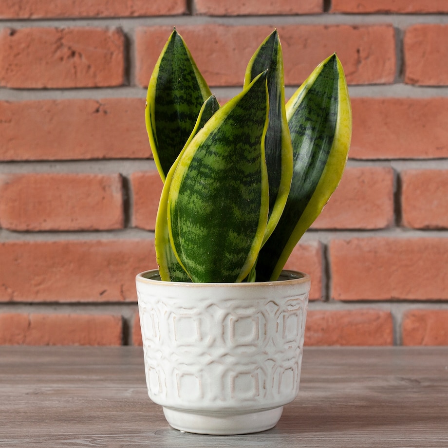 DONICA KOLV styl antyczny beżowa śr. 14cm
