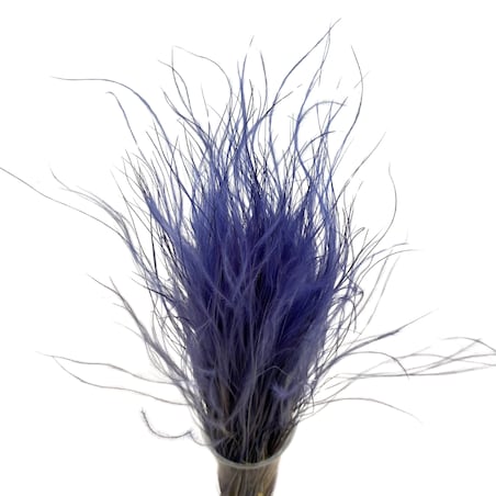 Stipa Pennata Fioletowa