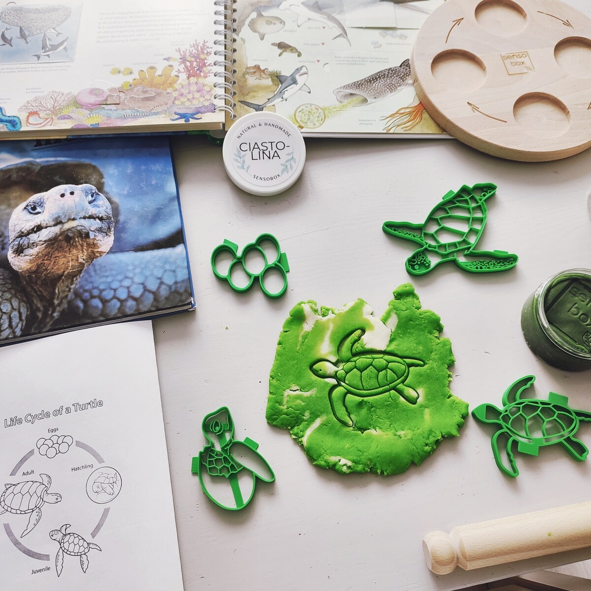 Foremki do ciastoliny cykl rozwoju Żółwia