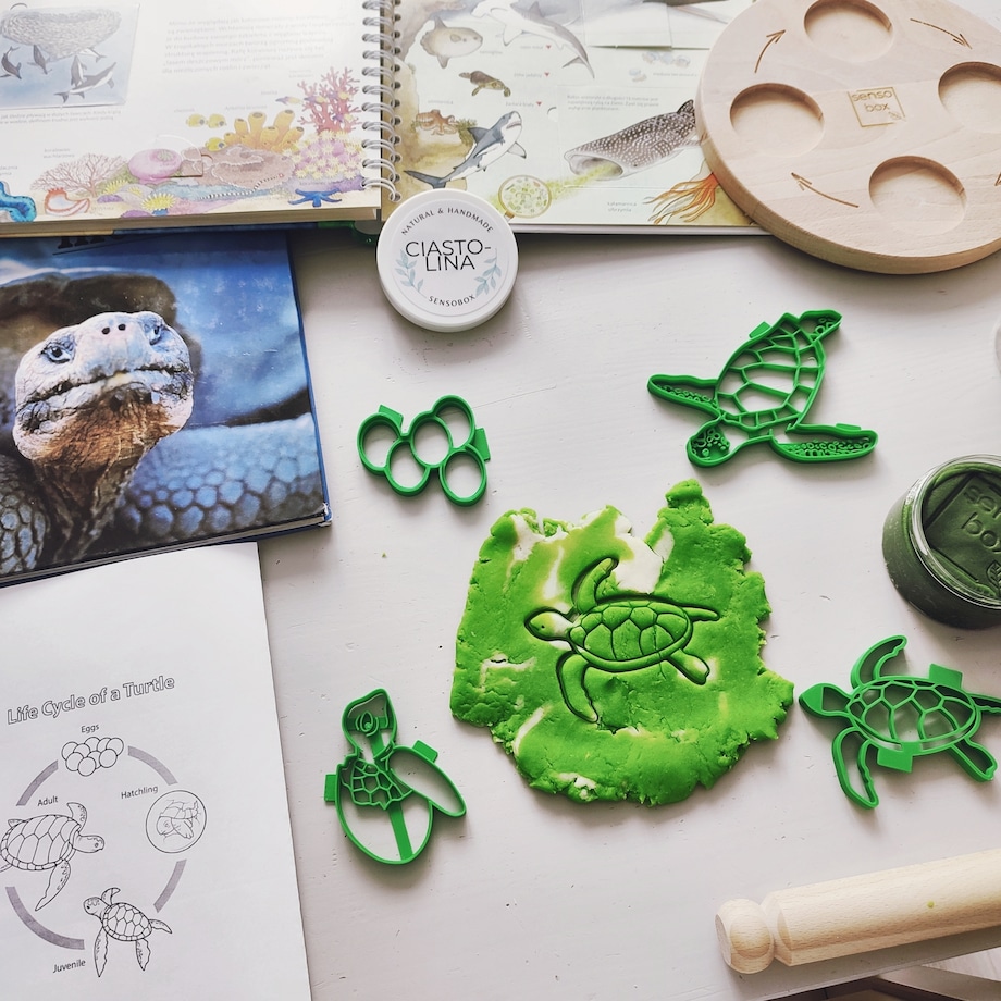 Foremki do ciastoliny cykl rozwoju Żółwia