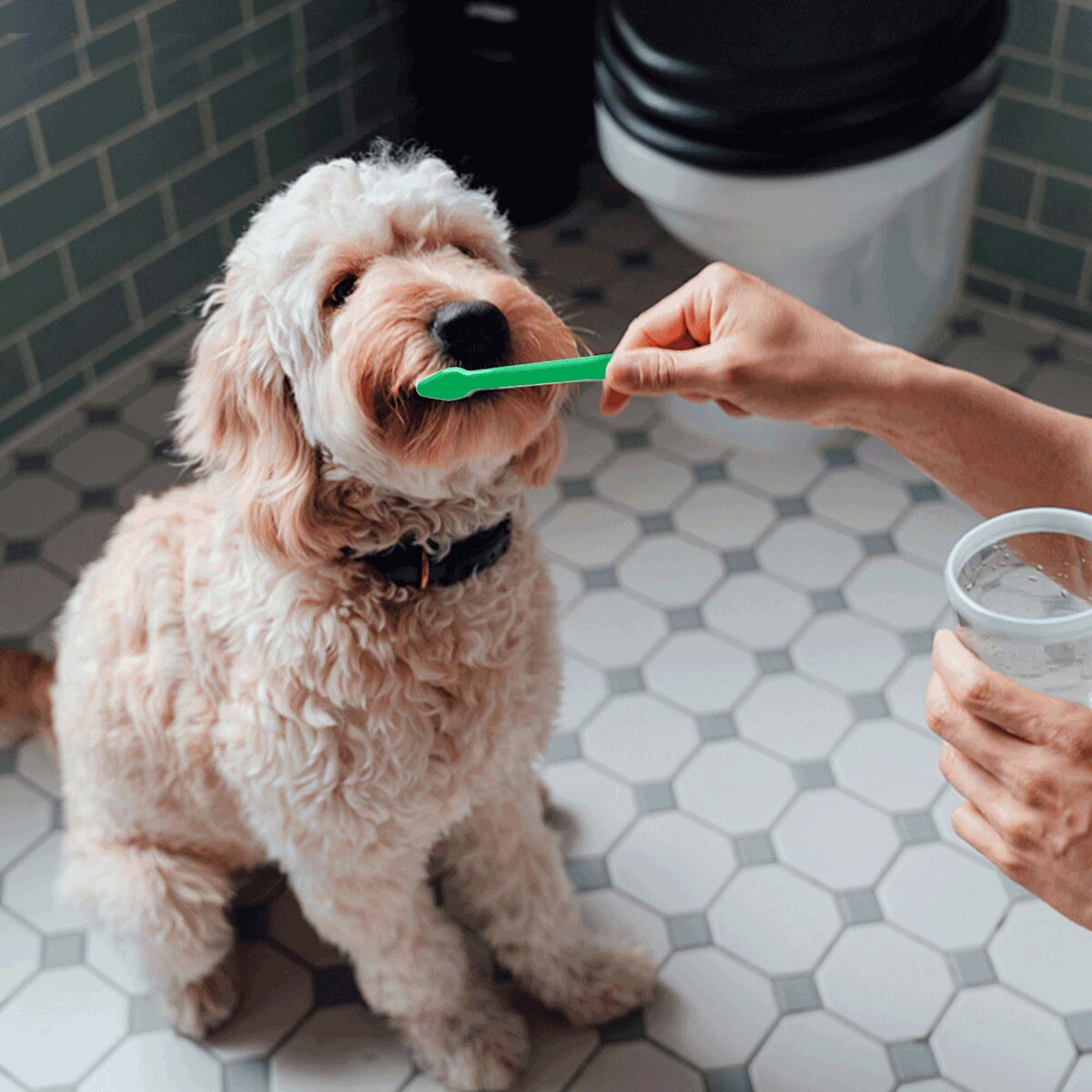 Szczotka Pasta Do Mycia Czyszczenia Zębów Dla Psa Zwierząt + 2 Nakładki