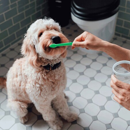 Szczotka Pasta Do Mycia Czyszczenia Zębów Dla Psa Zwierząt + 2 Nakładki