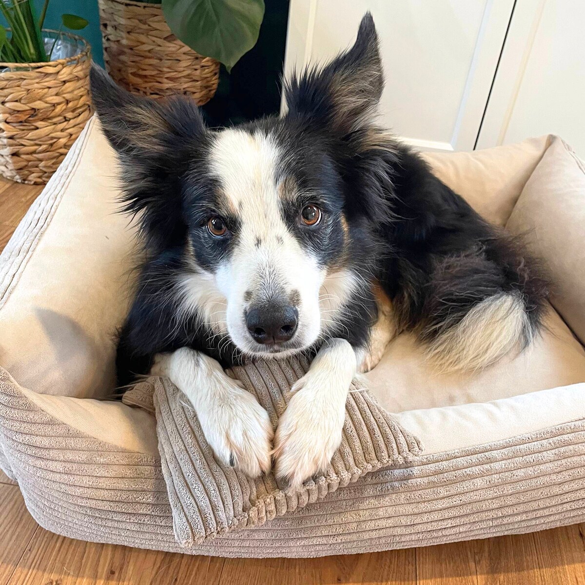 Sztruksowe legowisko dla psa MOLLY, 60x40 cm, Beż