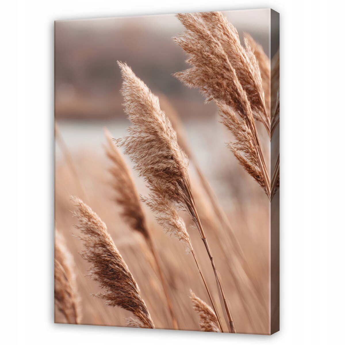 Obraz Do Sypialni Salonu Na Płótnie Trawa pampasowa Pejzaż Brązowy 40x60
