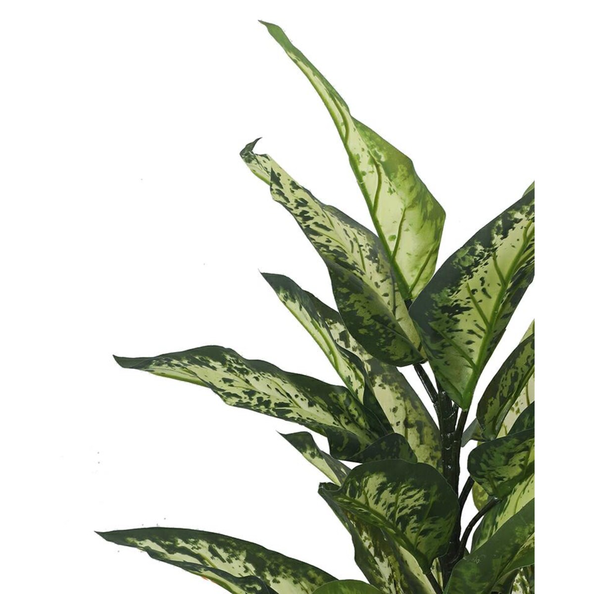 KARE roślina dekoracyjna DIFENBACHIA 100 cm