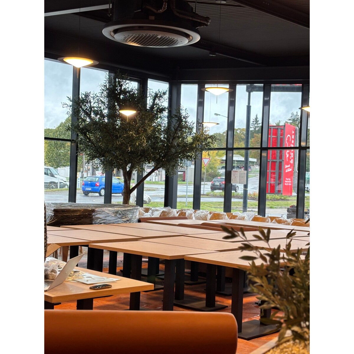 Drzewo oliwne 3,5 mx3,5 m na naturalnym pniu