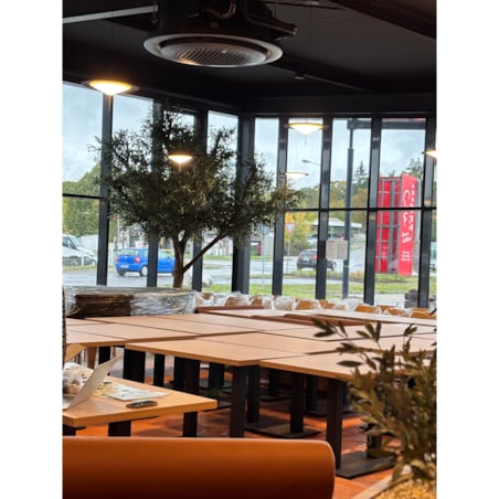 Drzewo oliwne 3,5 mx3,5 m na naturalnym pniu