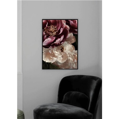 Poster Story, Plakat, Obraz - Rubinowa i Biała Piwonia No2, wymiary 30 x 42 cm