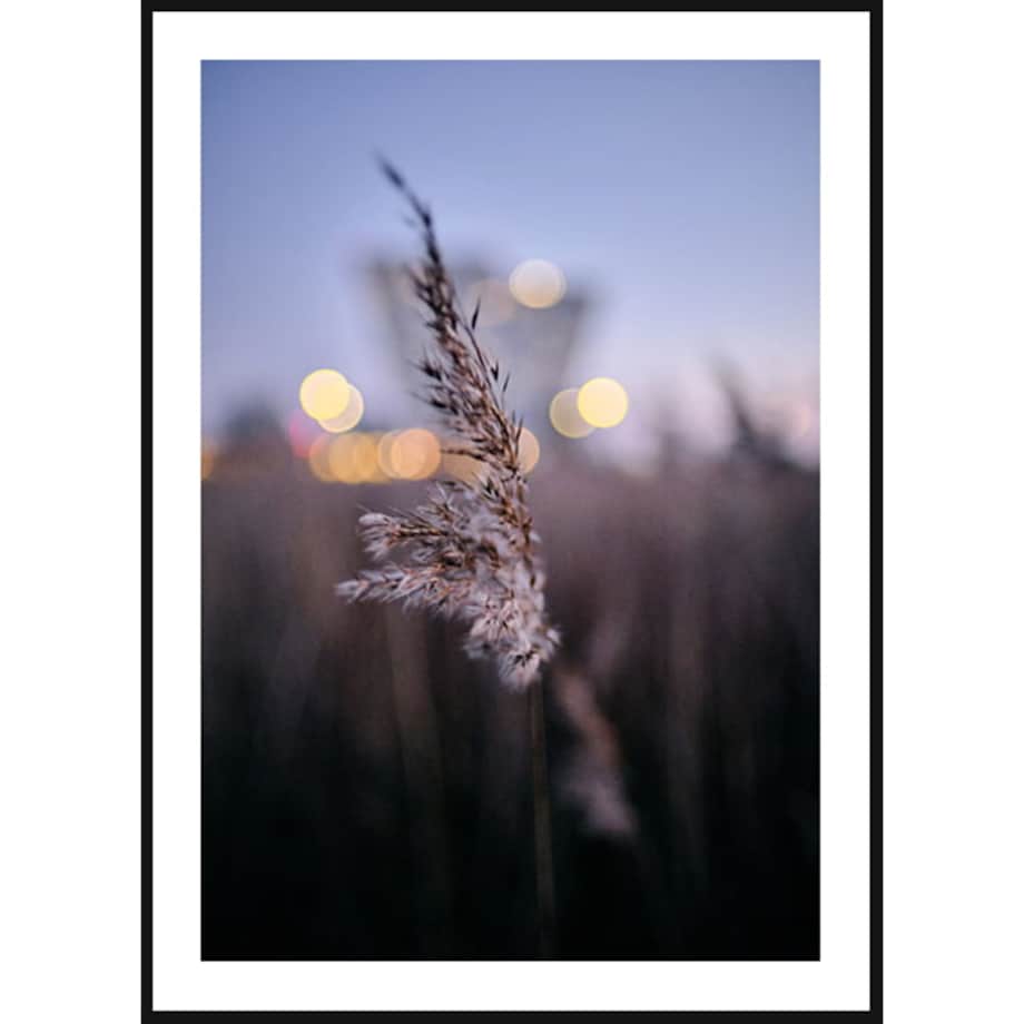 Poster Story, Plakat, Obraz - Pojedyncza Suszona Trawa, wymiary 21 x 30 cm