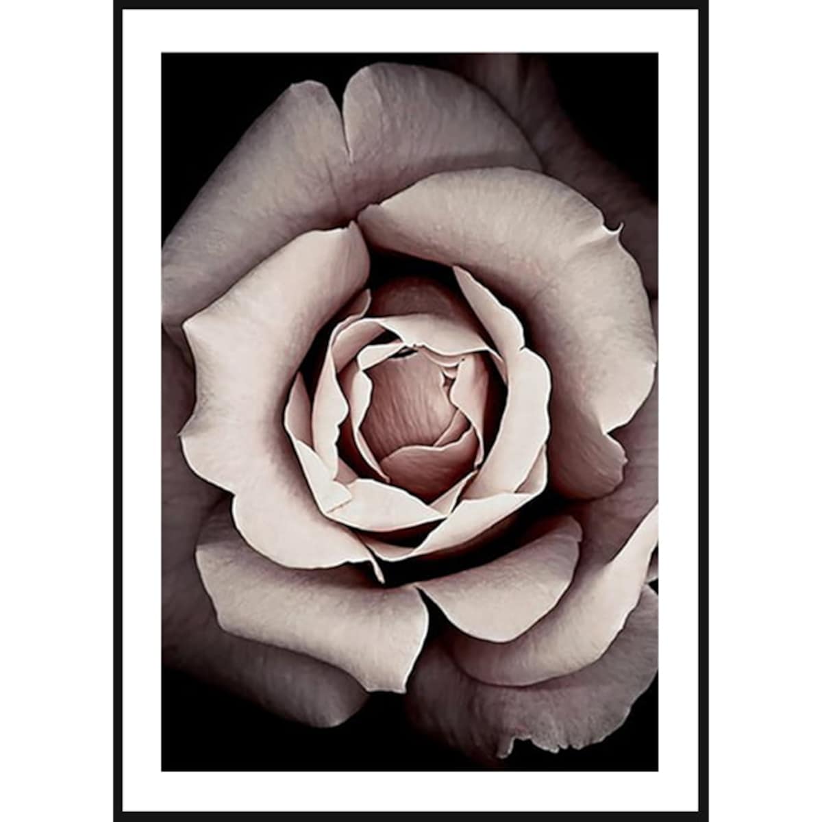 Poster Story, Plakat, Obraz - Rozkwitająca Róża, wymiary 50 x 70 cm