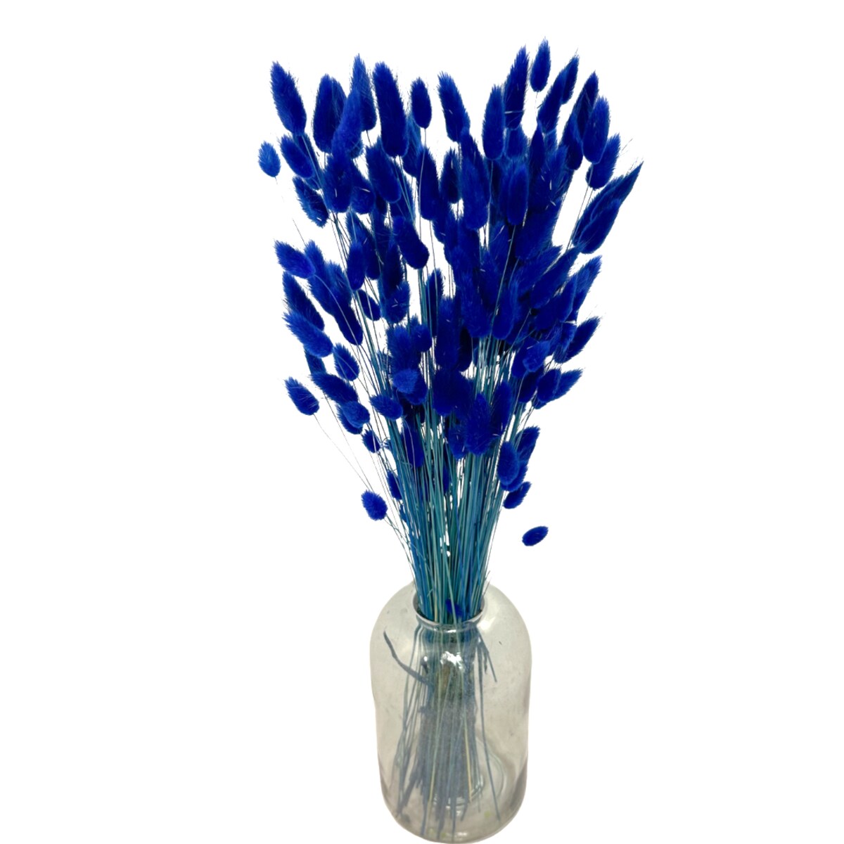 Lagurus Suszony Granatowy - Dmsuzek Jajowaty 70 szt.