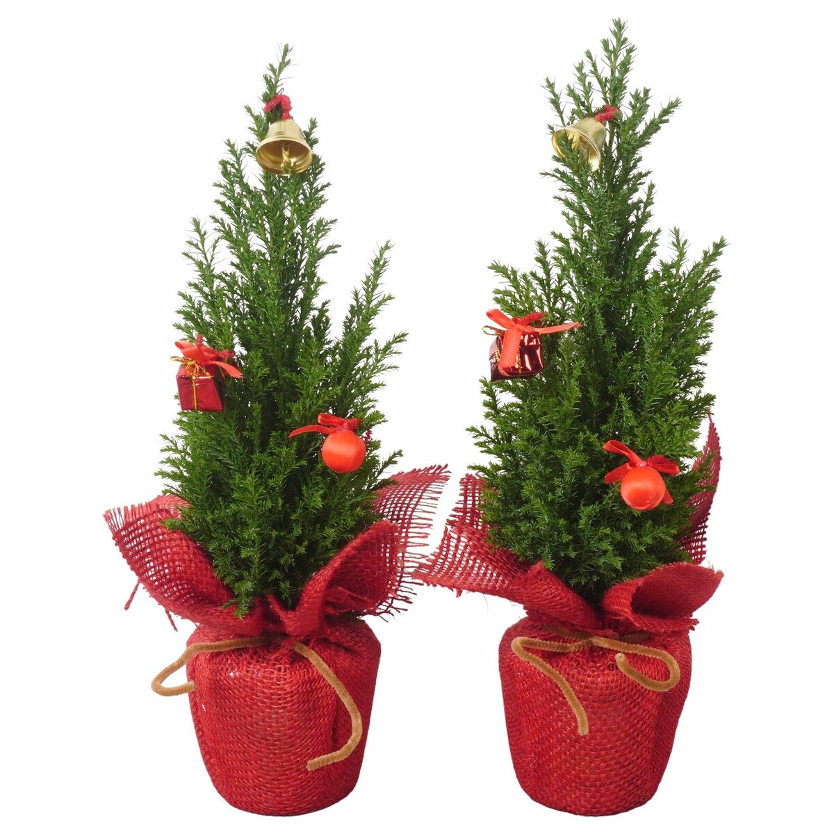 Chamaecyparis | Cyprysik z dekoracją świąteczną Doniczka Ø9 cm | Wysokość ok. 32 cm