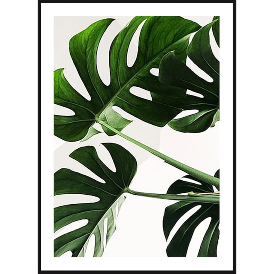 Poster Story, Plakat, Obraz - Monstera Domowa, wymiary 50 x 70 cm