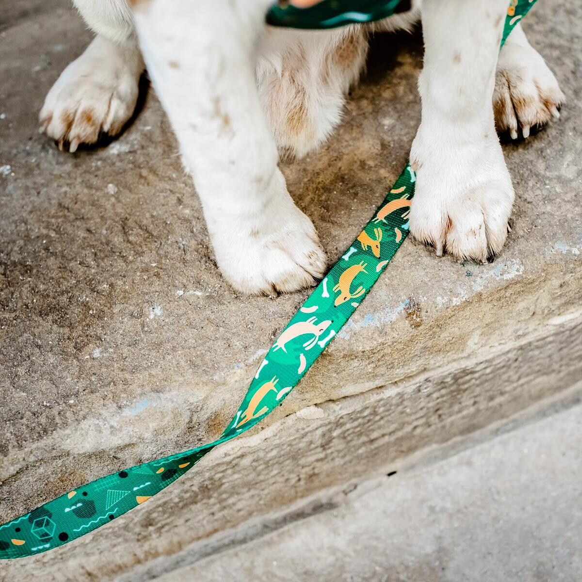 Smycz miejska dla psa lub kota "Psy na jawie" - Szerokość taśmy: 25mm, Rozmiar: S oraz Rodzaj: Mały karabinek