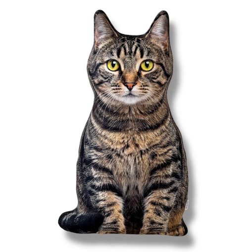 Poduszka Kot domowy pręgowany dachowiec tabby