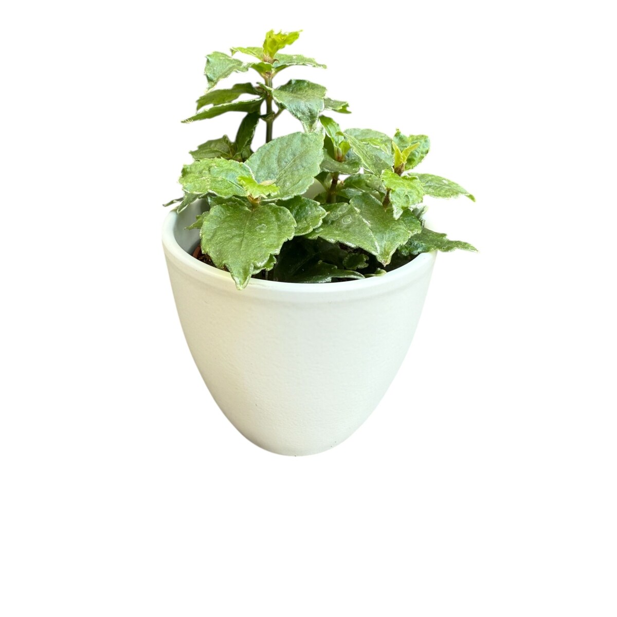 Pilea w ceramicznej doniczce – Ø 10 cm – wysokość 33 cm