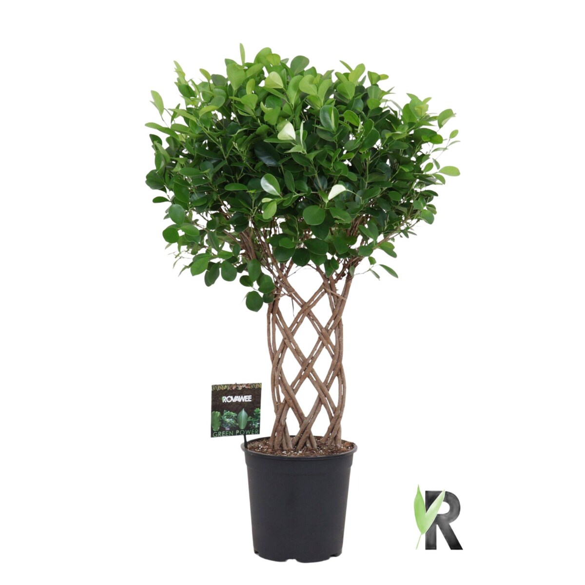 Ficus Moclame spleciony pień XXL |Ø 27 cm | Wysokość ok. 100 cm