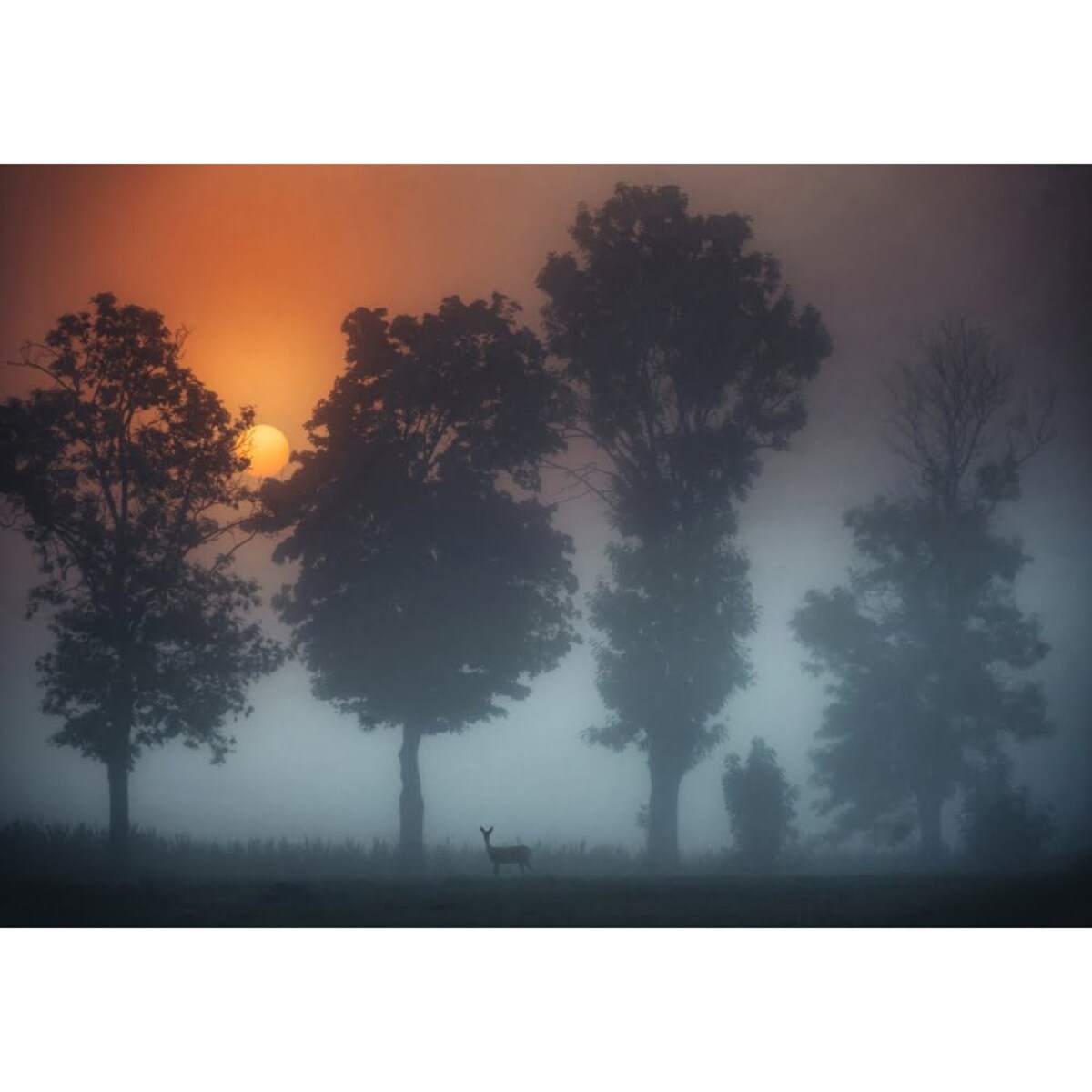 OBRAZ PODŚWIETLANY LED SARNA ramka czarna CANVAS SLIM 40x50cm + zasilacz