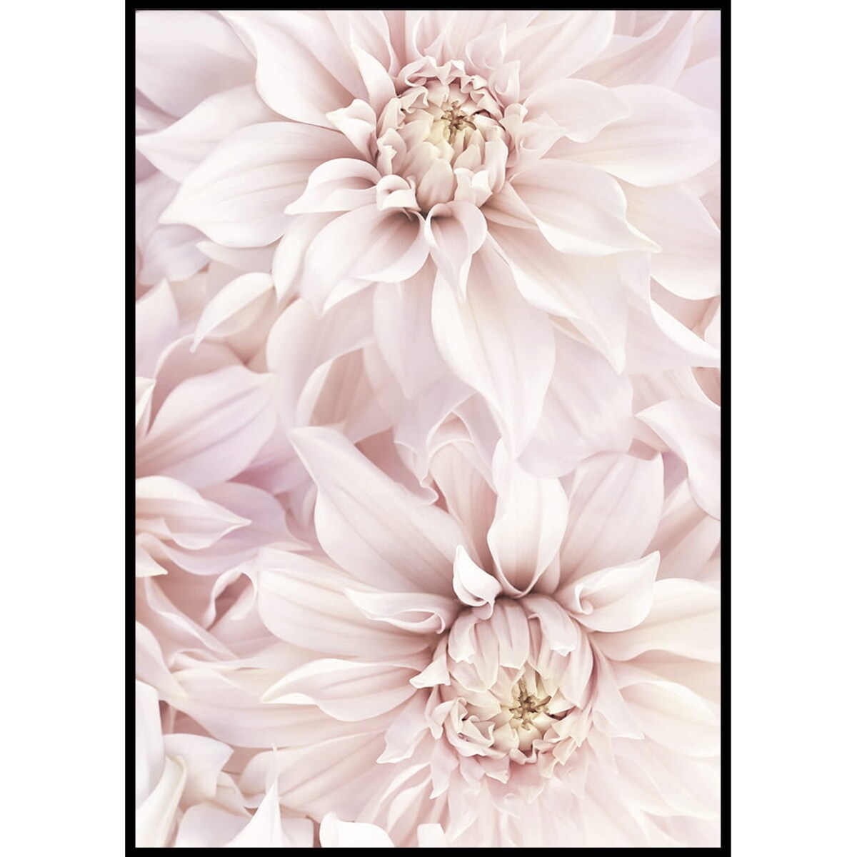 plakat dalie 70x100 cm