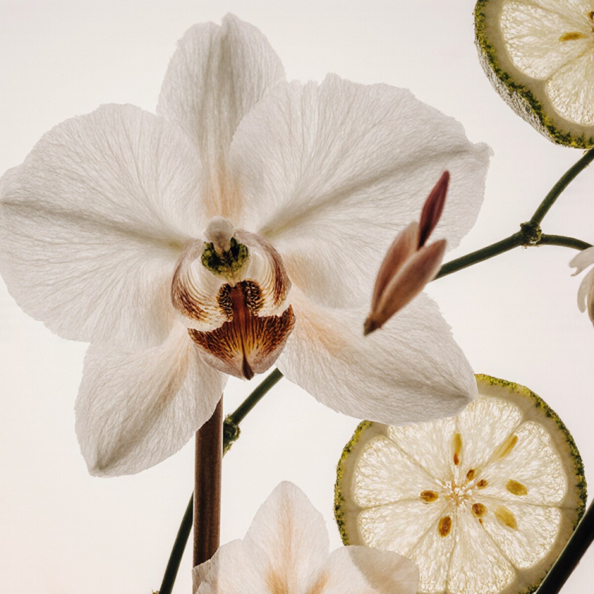 Côte Blanche - 30ml zapach do Dyfuzora Plug In