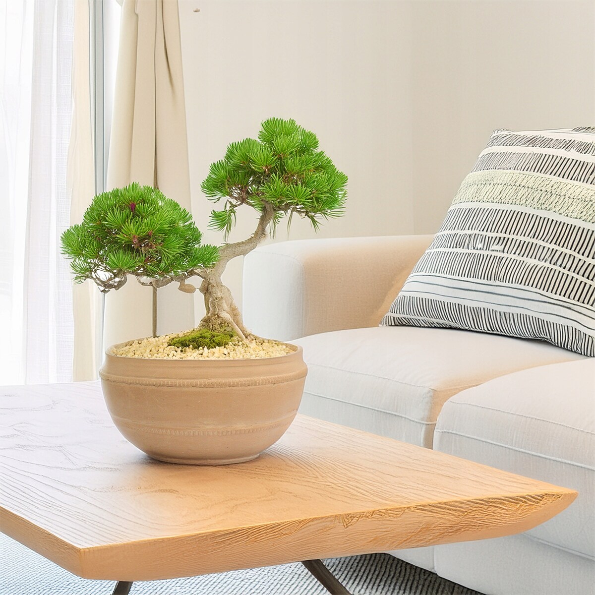 OSŁONKA NA DONICZKĘ 30cm na bonsai płaska duża styl boho gliniana terakota