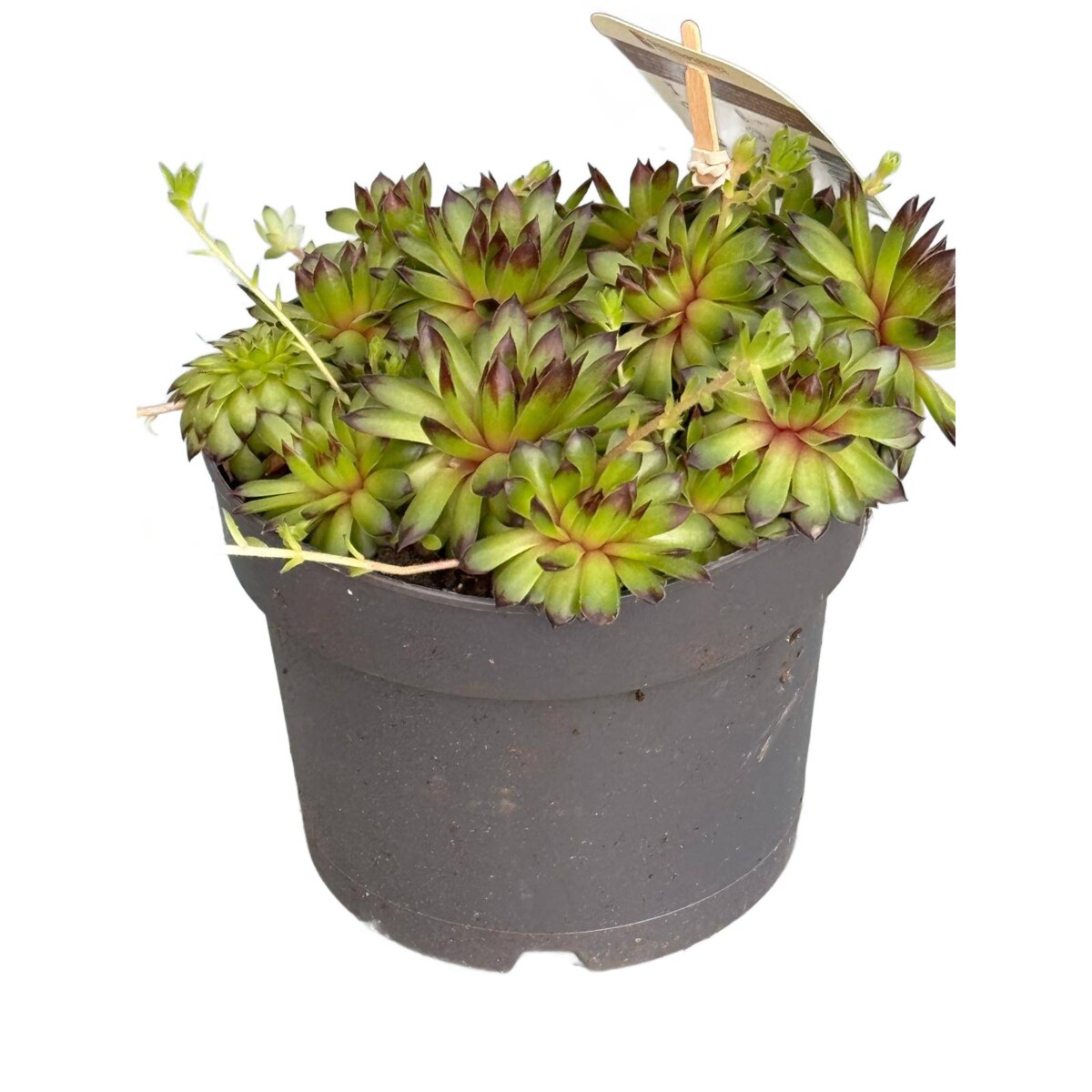 ROJNIK|Sempervivum doniczka 17cm wysokość 20cm