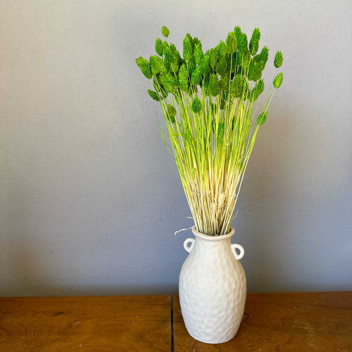 Suszony phalaris zielony