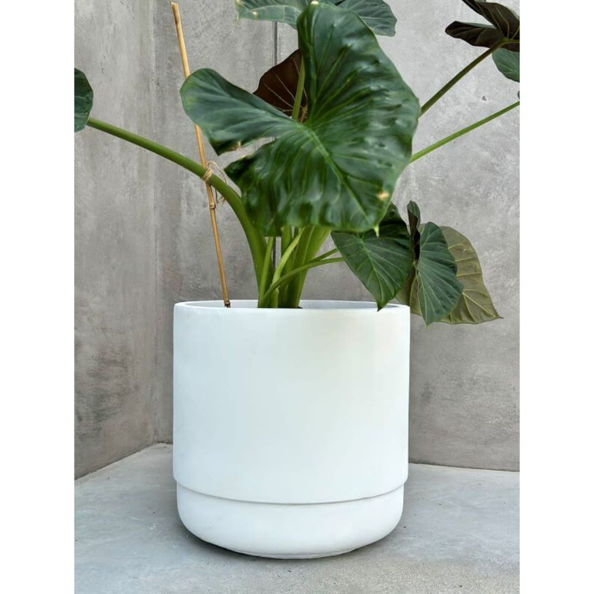 DONICZKA SANTIAGO WHITE S