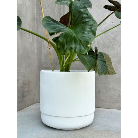 DONICZKA SANTIAGO WHITE S