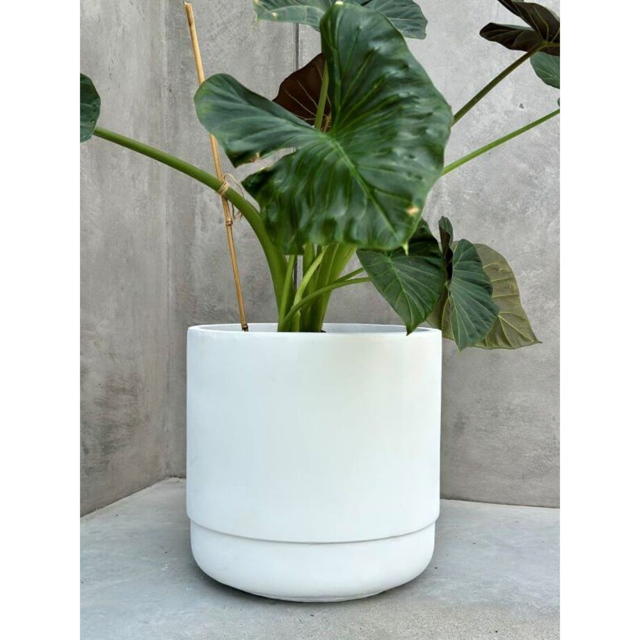 DONICZKA SANTIAGO WHITE S