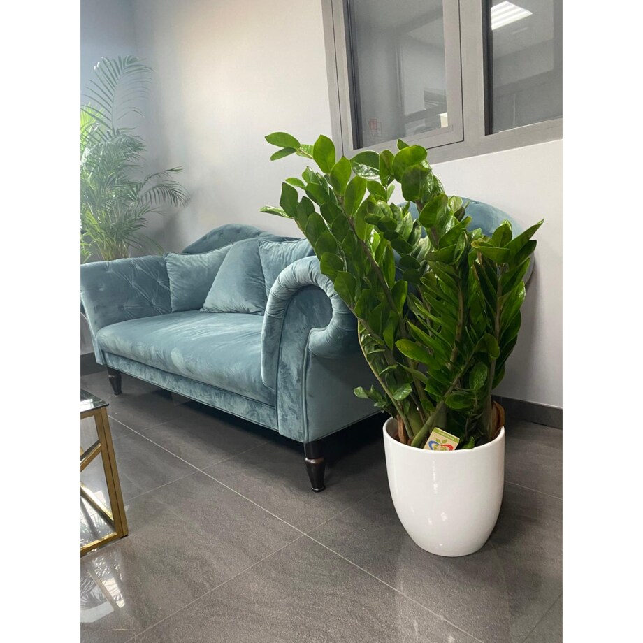 Zamioculcas zamiifolia XXL–ceramiczna doniczka Ø30 cm wysokość 110 cm