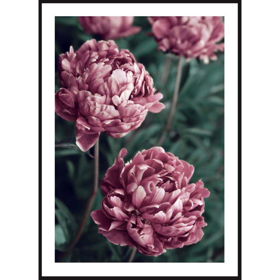 Poster Story, Plakat, Obraz - Fioletowe Piwonie, wymiary 42 x 60 cm