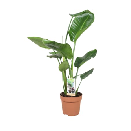 Strelitzia nicolai XXL | Doniczka Ø 17 cm | Wysokość ok. 65 cm