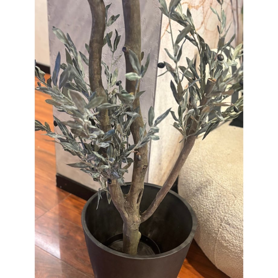 Oliwka 200cm na naturalnym pniu