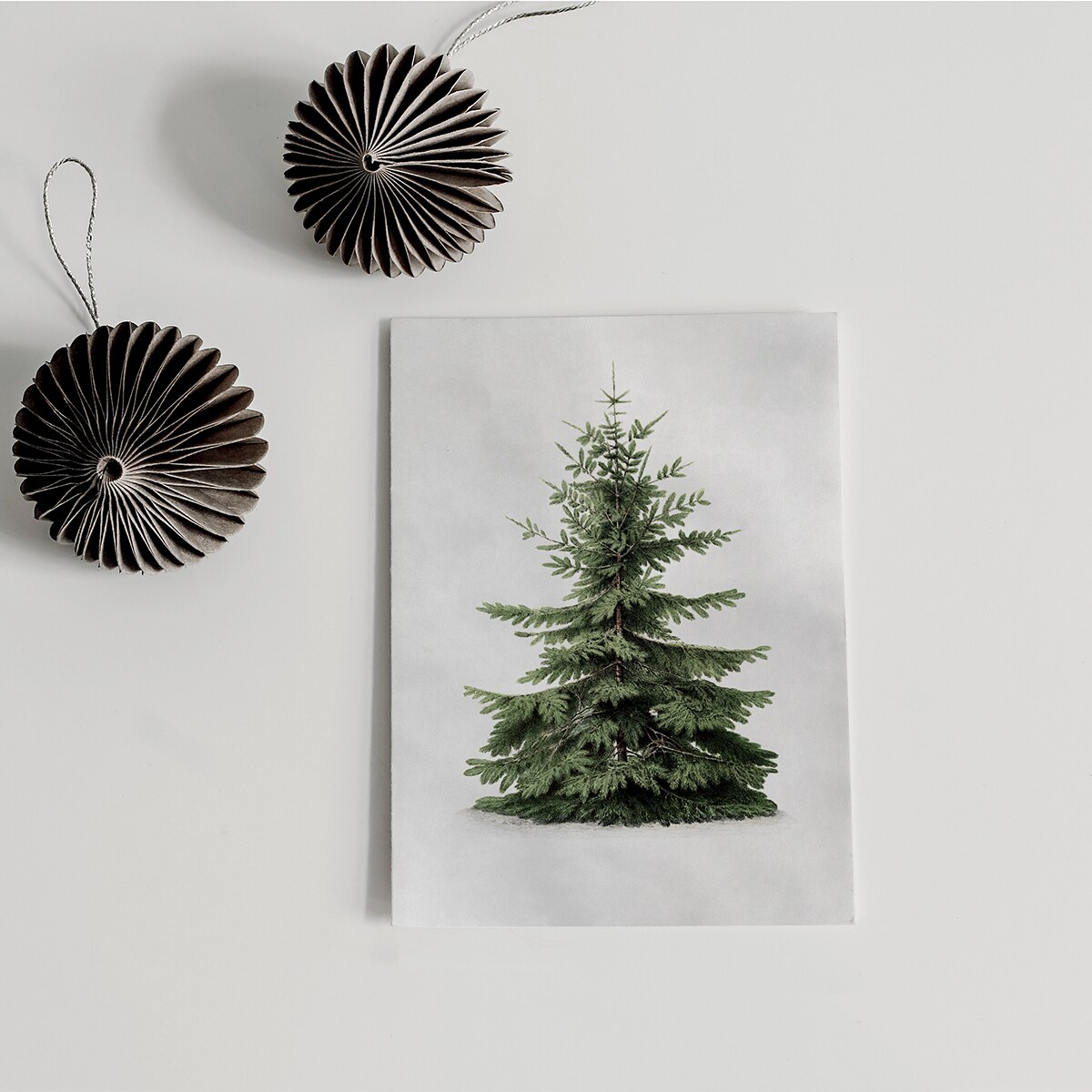 Plakat Jodła kaukaska 21x30cm