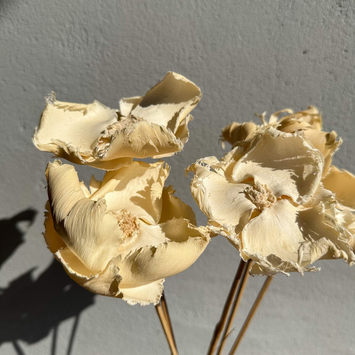 Kwiat orzechowca bielony