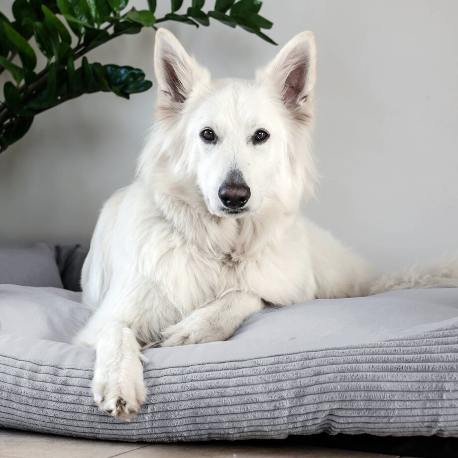 Przytulne legowisko dla psa MOLLY, 80x60 cm, Szary
