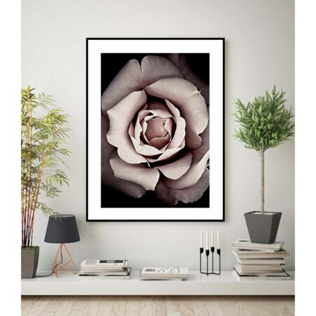 Poster Story, Plakat, Obraz - Rozkwitająca Róża, wymiary 50 x 70 cm