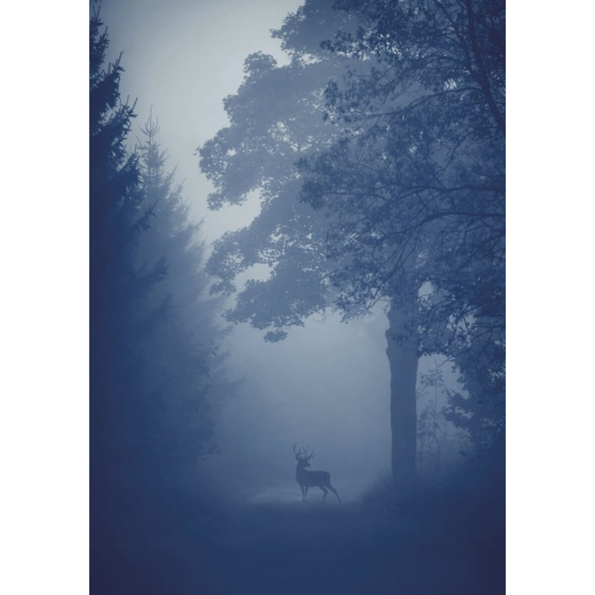 OBRAZ PODŚWIETLANY LED JELEŃ ramka czarna CANVAS SLIM 50x70 cm + zasilacz