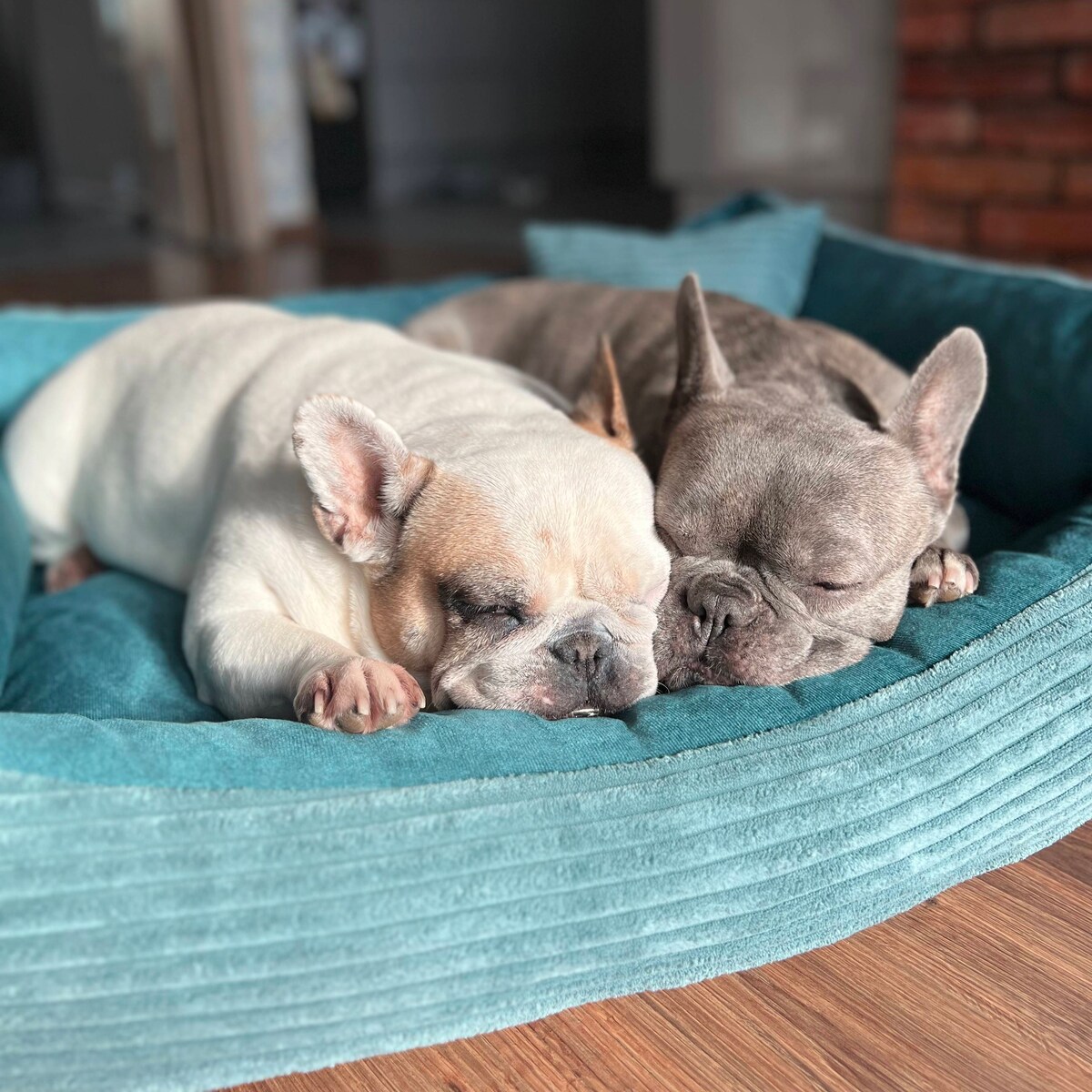 Sztruksowe legowisko dla psa MOLLY, 100x80 cm, Turkus