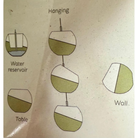 Wisząca roślina XXL Marantha -system nawadniający doniczka 20cm wysokość 25 cm