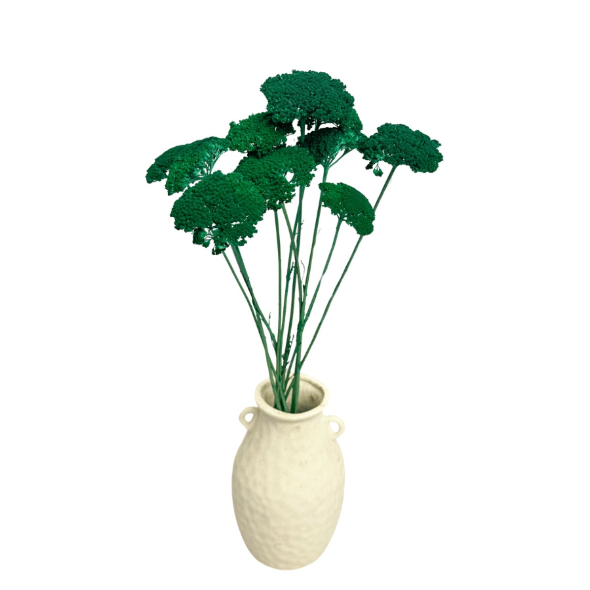 Krwawnik suszony petrol (Achillea) - suszone kwiaty