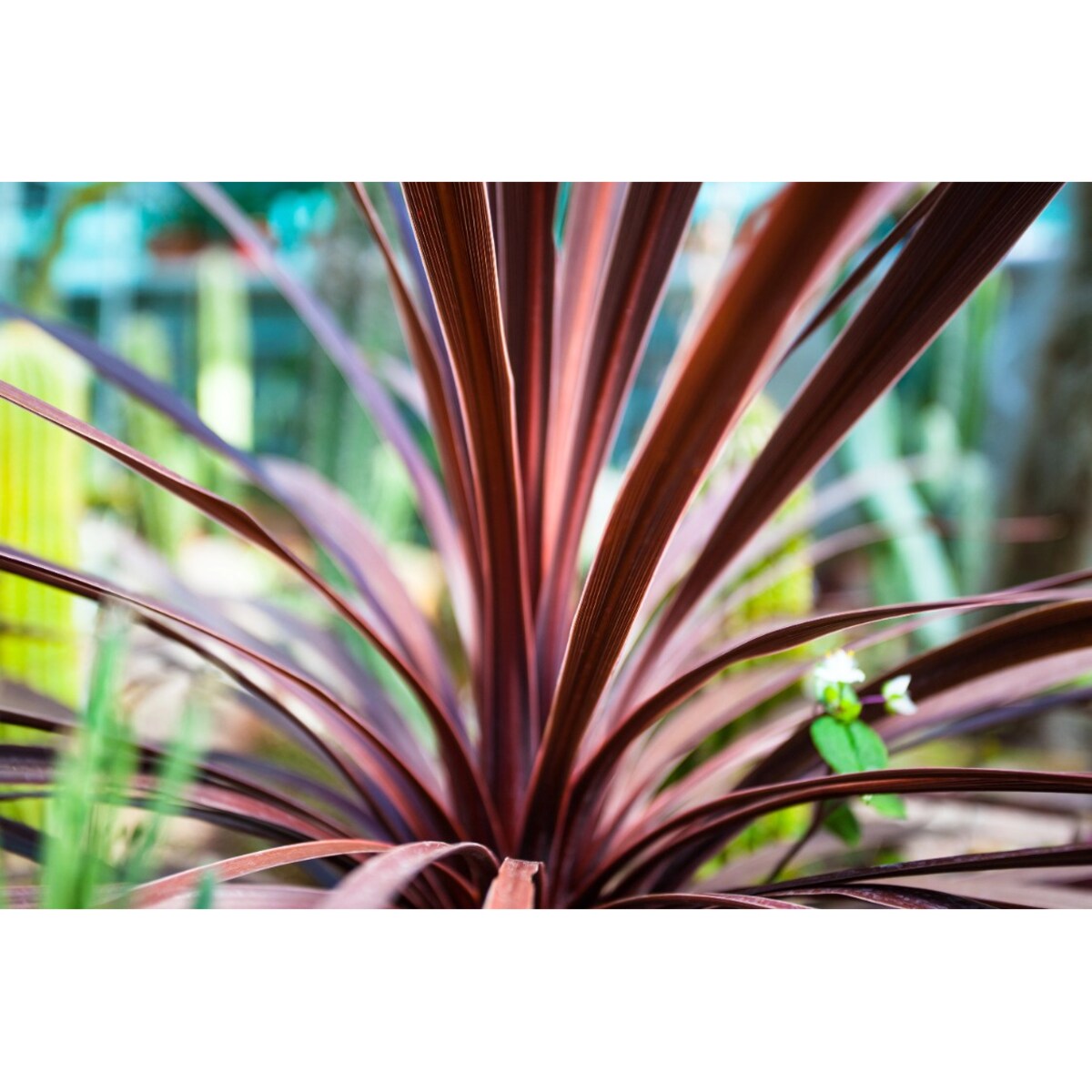Cordyline australis Red Star XXL doniczka 17cm  wysokość 40cm