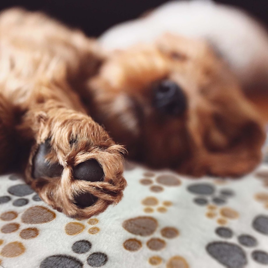 Koc Kocyk Dla Psa Kota Z Polaru Posłanie 100X70