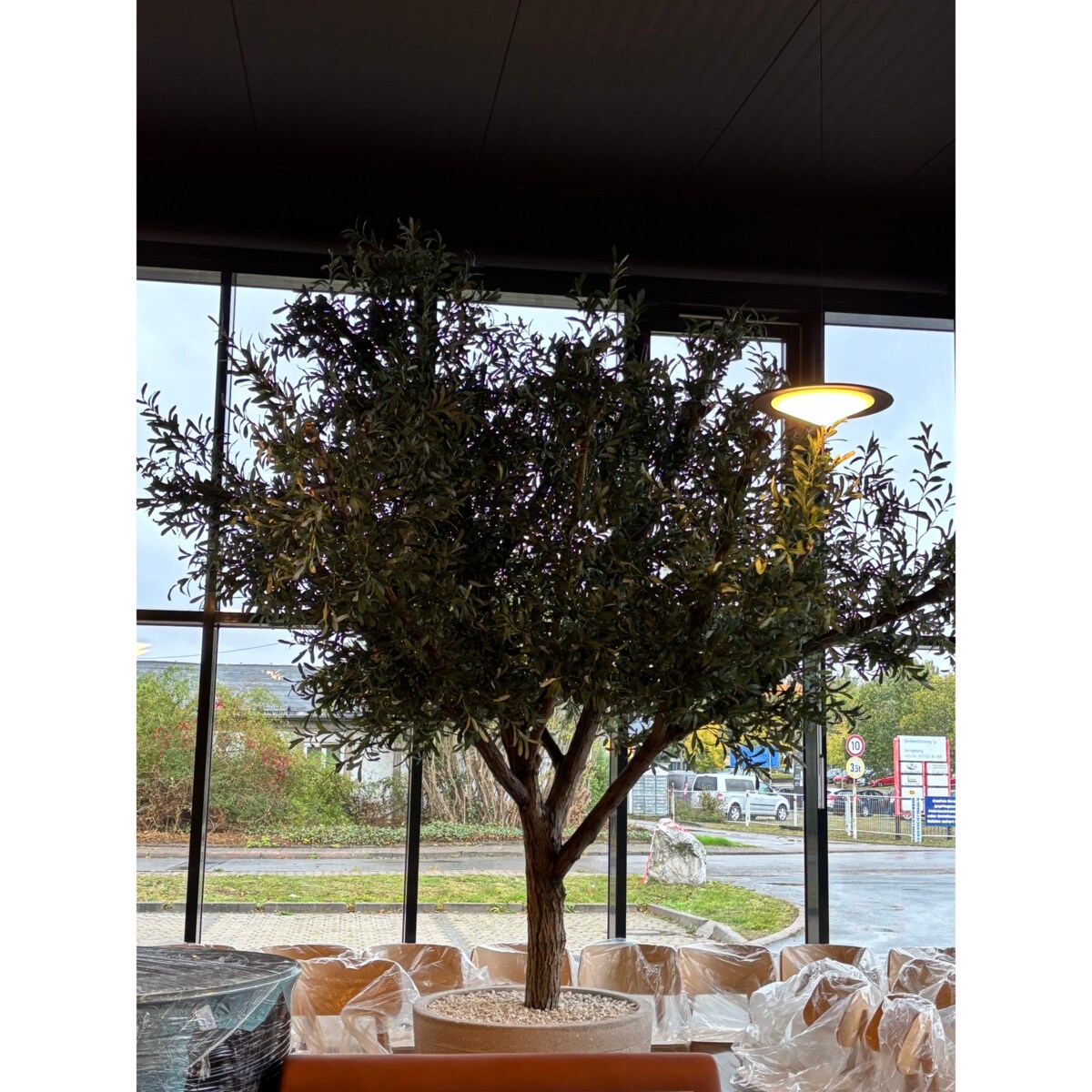 Drzewo oliwne 3,5 mx3,5 m na naturalnym pniu