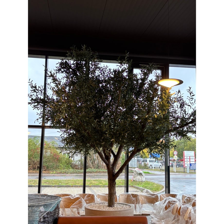 Drzewo oliwne 3,5 mx3,5 m na naturalnym pniu