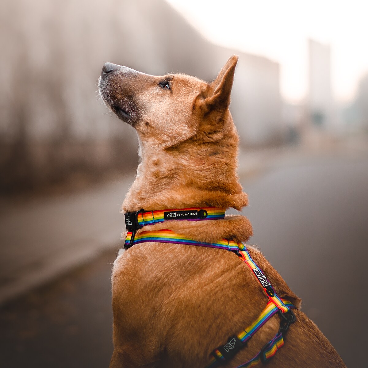 Obroża dla psa lub kota "Miłość, równość, gryzaki" - Szerokość taśmy: 38mm, Rozmiar: S