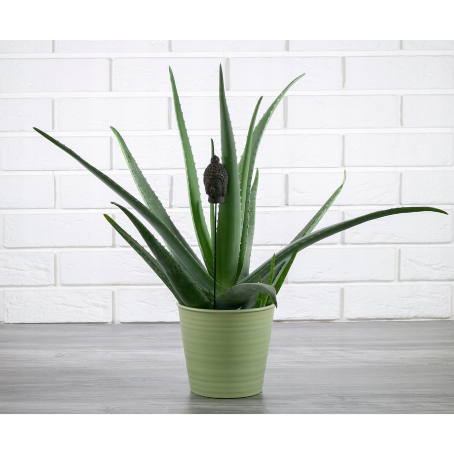 DONICA SPRING zielona, ceramiczna śr. 16cm