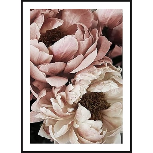 Poster Story, Plakat, Obraz - Piwonie Białe i Pudrowe w Rozkwicie No1, wymiary 60 x 84 cm